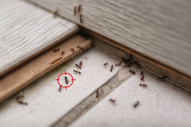 Best Ant Control  in Slaughterville, OK